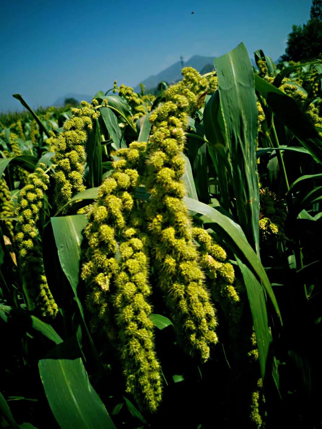 滹沱河畔冬日美景,滹沱河边漫步赏美景