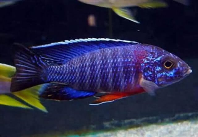 闈炴床鎱堥卜浠嬬粛,闈炴床鎱堥卜