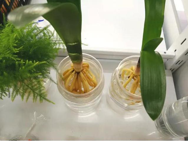 这4种花只要水就可以养活,家中水养的15种花