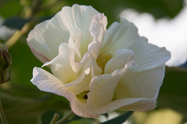 各个城市的市花中国城市市花大全,中国各个城市市花大全