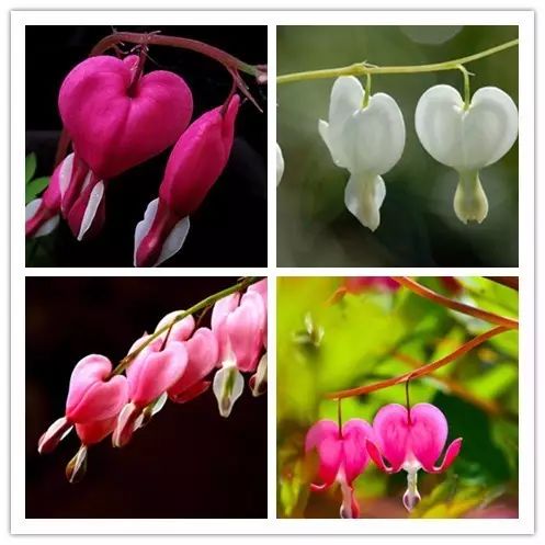 北方喜阴的室内植物花卉有哪些,喜阴耐寒的室外花卉植物有哪些