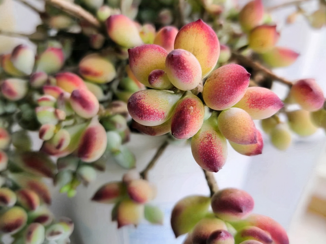 旋叶姬星美人多肉有香味吗,自带香味的多肉推荐