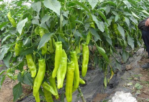 辣椒卷叶黄叶烂根怎么防治,辣椒苗干叶尖是什么原因怎样防治