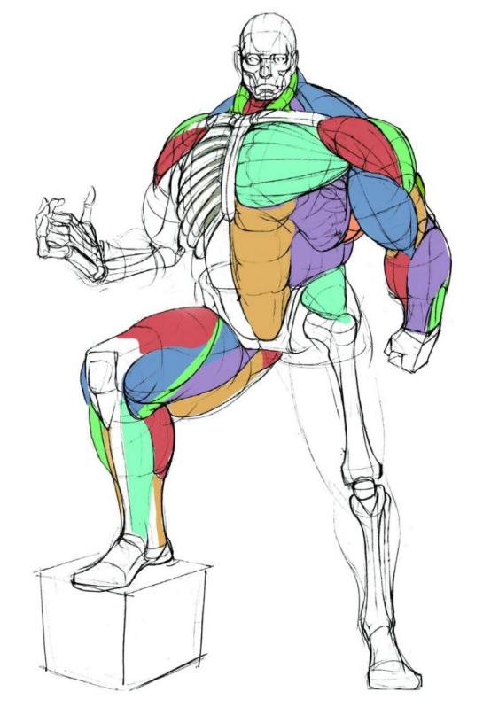 零基础人物脸的画法,人体五官细节该怎么画