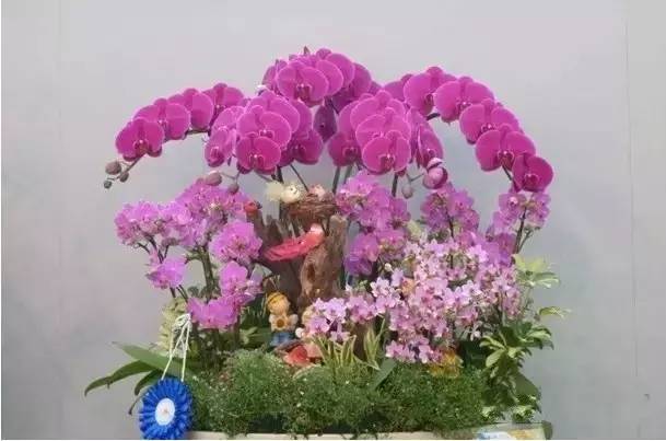 极品中的精品兰花,带你回忆天价兰花蕙兰篇