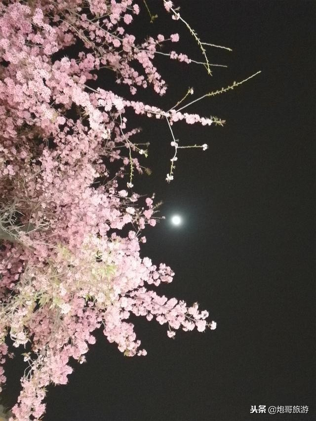 炮哥旅行游记,炮哥环球旅行记