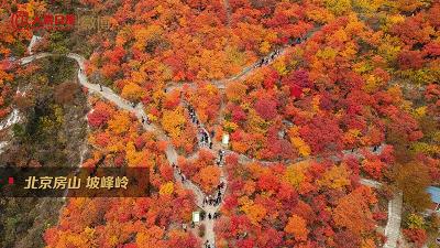 广东秋天看红叶的地方,广东深秋红叶有多漂亮