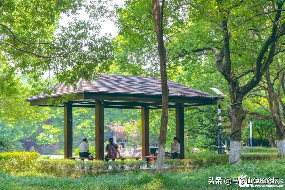 唰，就绿了！马鞍山夏天的n+1种样子