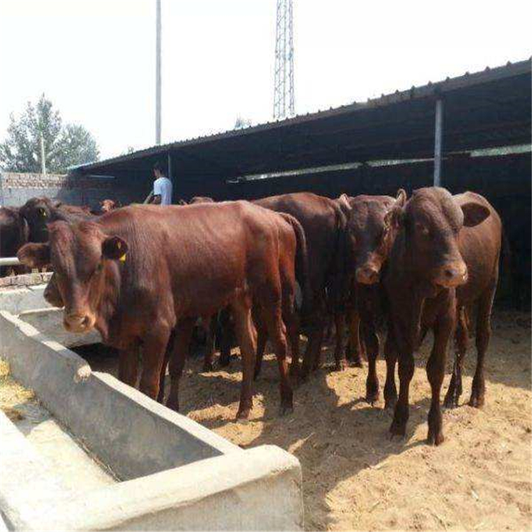 肉牛的饲养管理技术,肉牛的育肥技术全过程