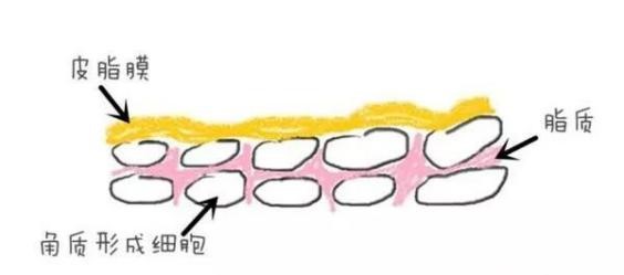 皮肤到底是补水还是保湿,为什么皮肤保养需要坚持