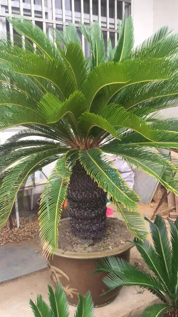 家里养的铁树一般是什么品种,家里不能养铁树铁树该怎么处理