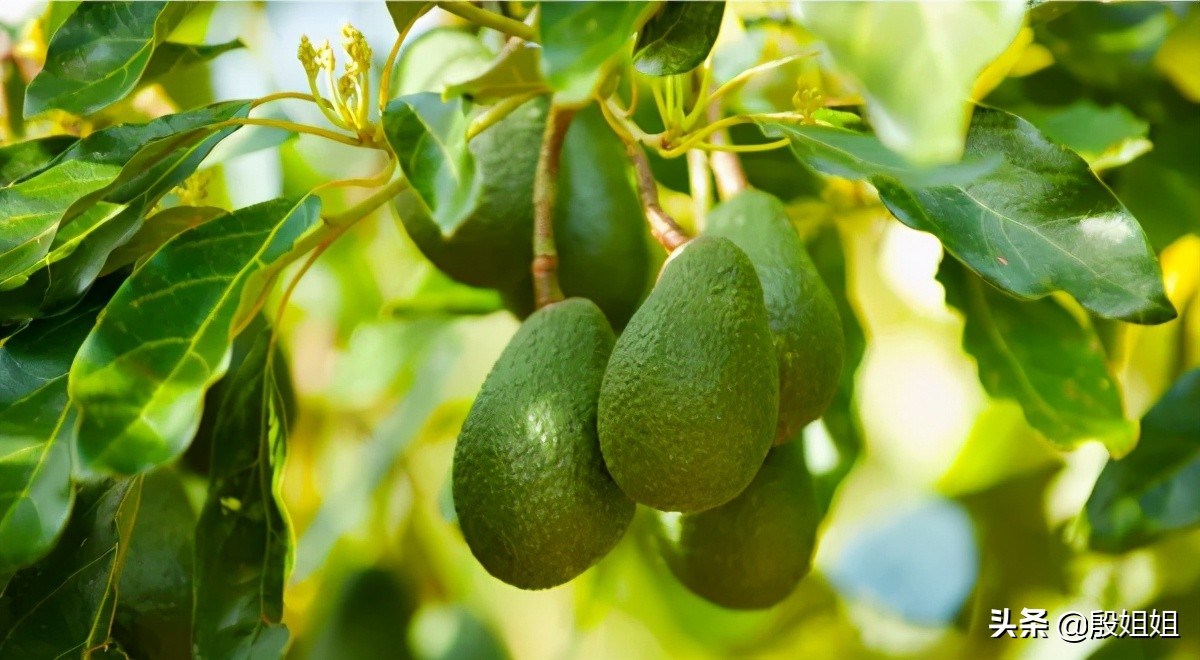 鳄梨紧致精华油,鳄梨油可以直接涂脸吗