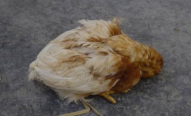 鸡瘟怎么治好最快,鸡得了鸡瘟病用什么药最好