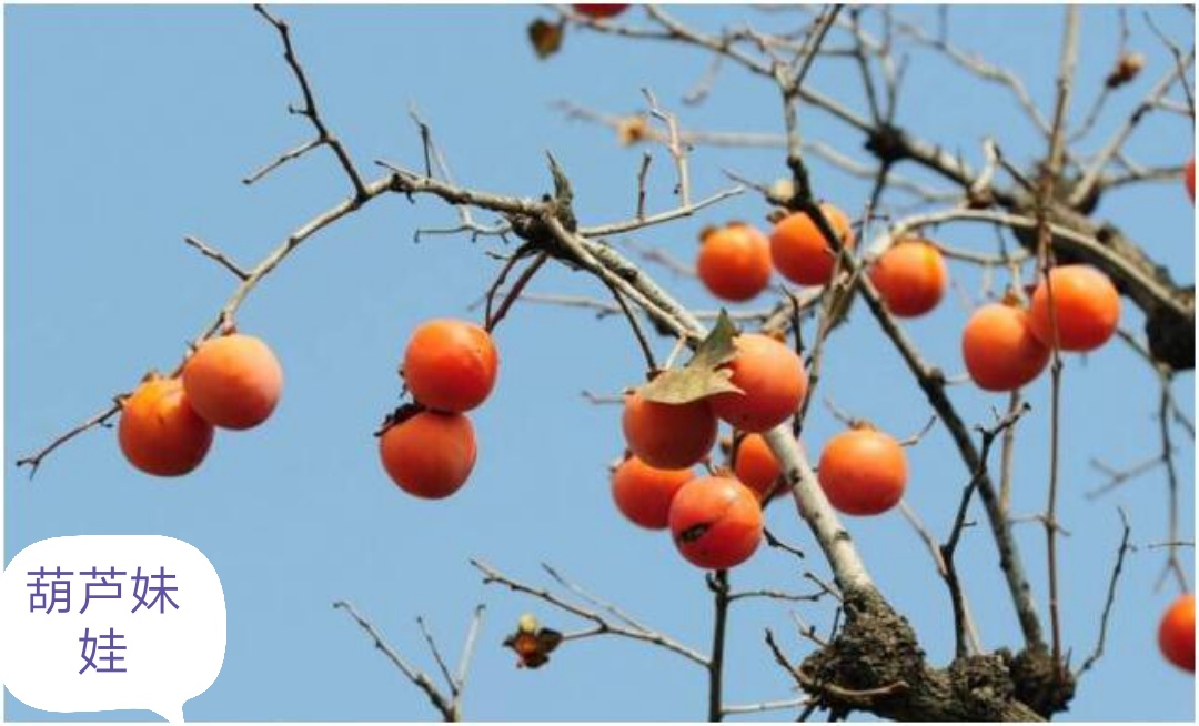 柿子和牛奶在一起会中毒吗,柿子为什么不能和牛奶一块儿吃