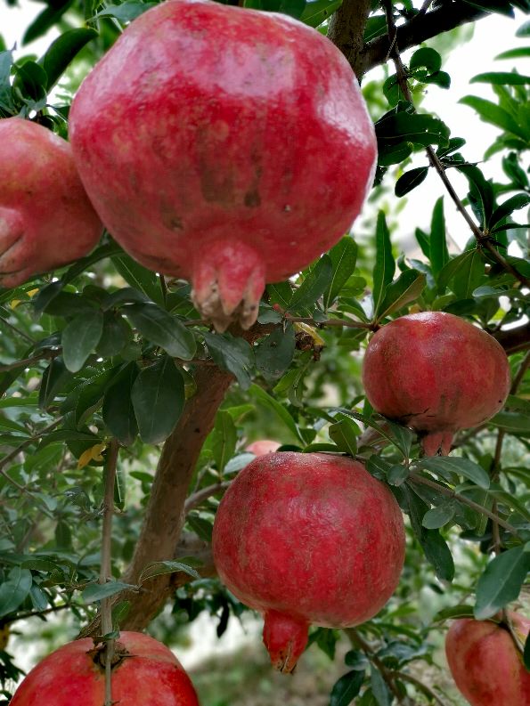 又柔软又好吃的石榴,甘甜多汁的石榴