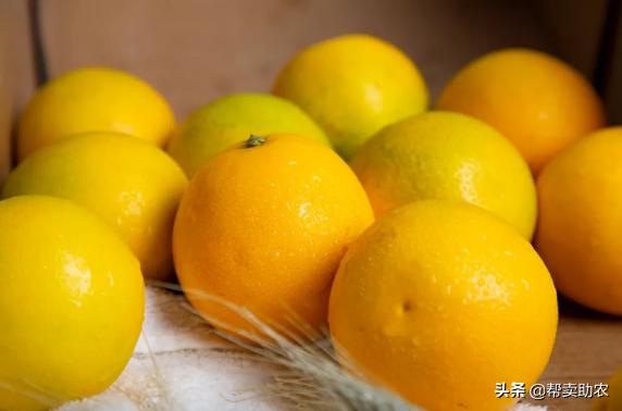 袁隆平摘冰糖橙,袁隆平到麻阳为冰糖橙提名