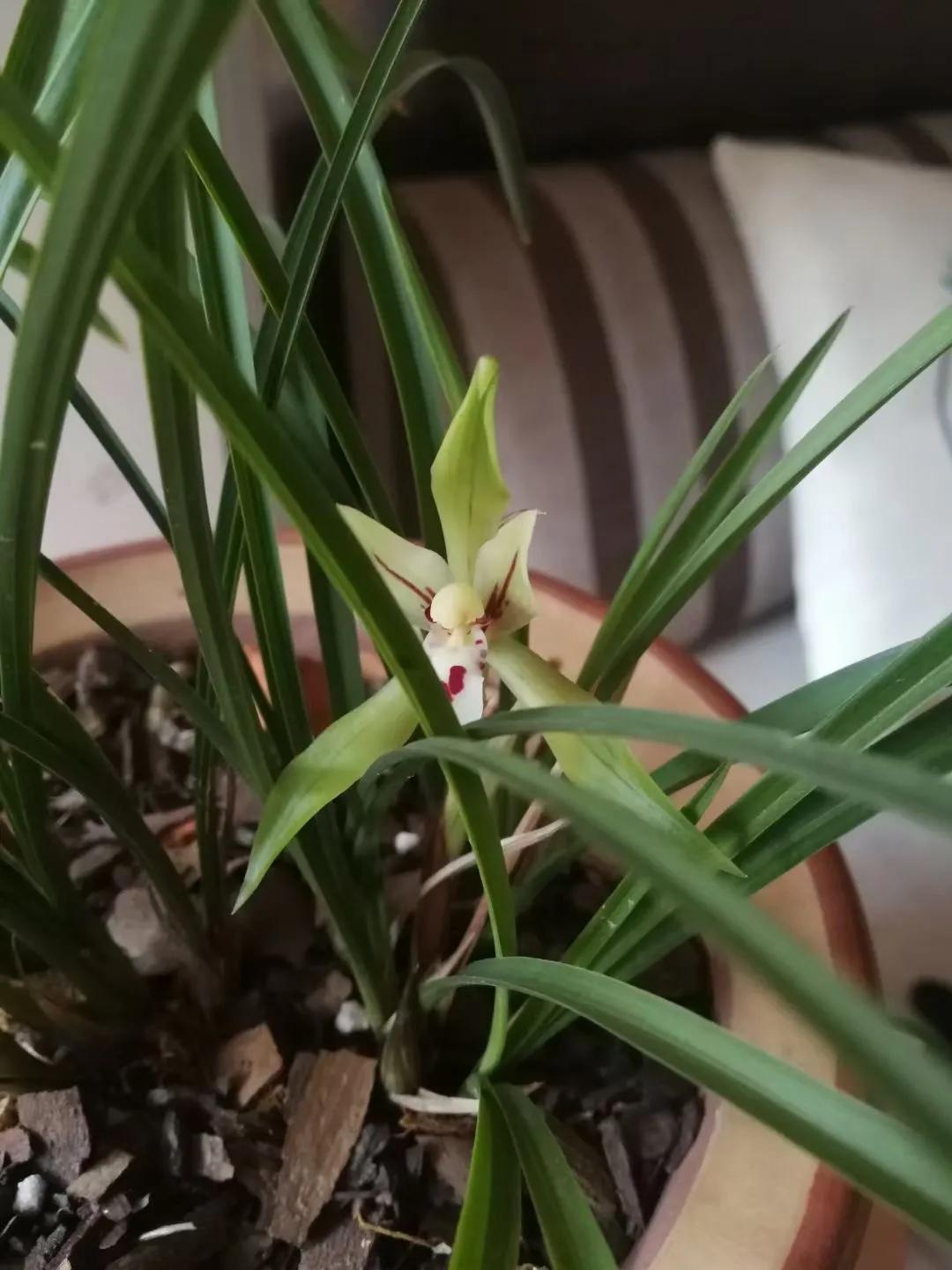 马桶和自来水哪个更脏,为什么饮用水比马桶水还脏