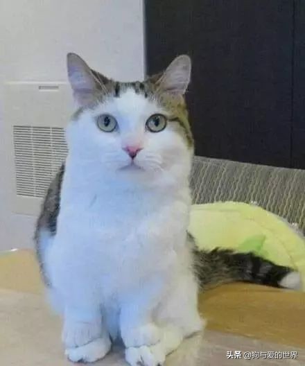 猫猫为什么总把脚放我脸上,为什么猫猫喜欢把头埋在臂弯