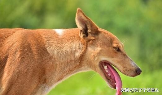 自家狗被别的狗咬了两个洞,被狗咬伤小知识