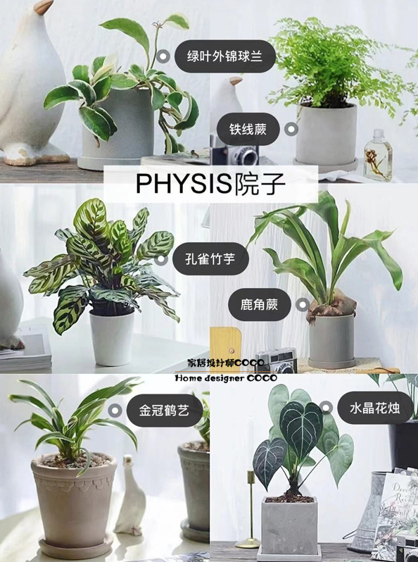 极简风格绿植店铺推荐,适合在卧室养的植物店铺