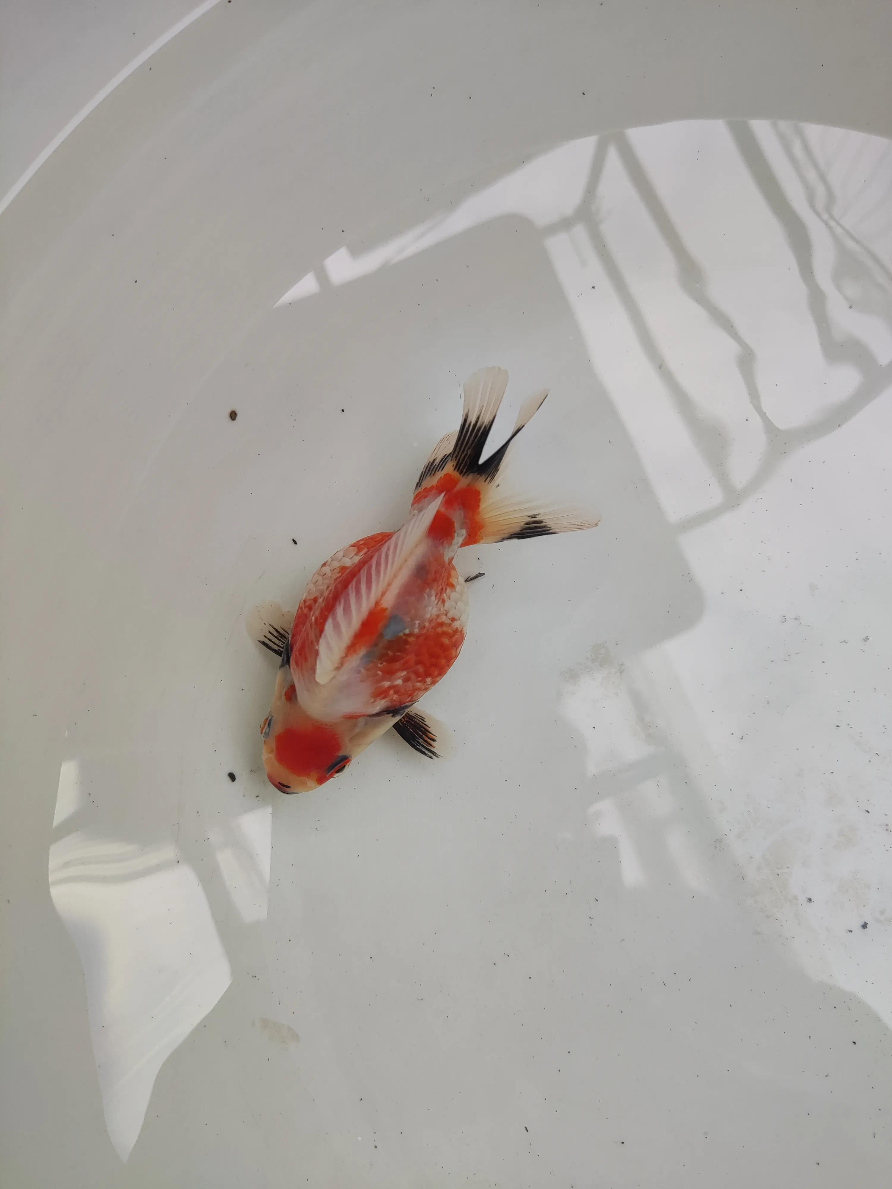 金鱼换水方法图解,金鱼怎么换水比较好