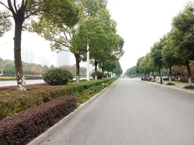 尼克松送给杭州的哪五棵树,尼克松带来的树