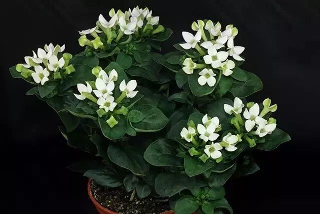 50种鲜切花花语，每个花艺师都要知道