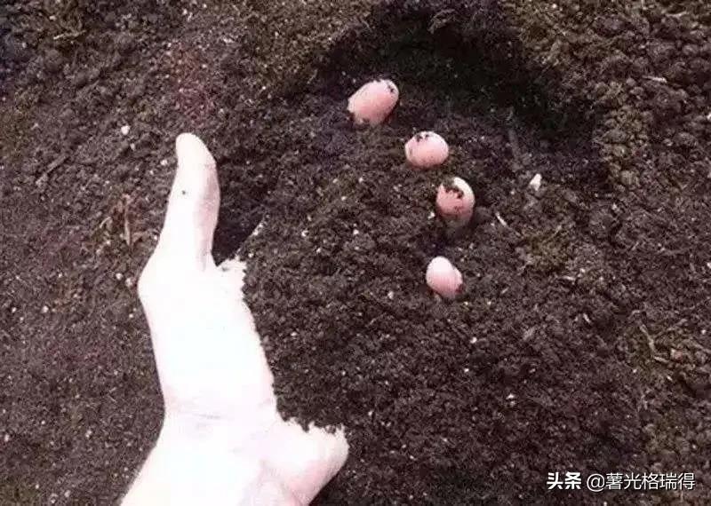 微生物菌肥骗局,揭秘生物菌肥的骗局