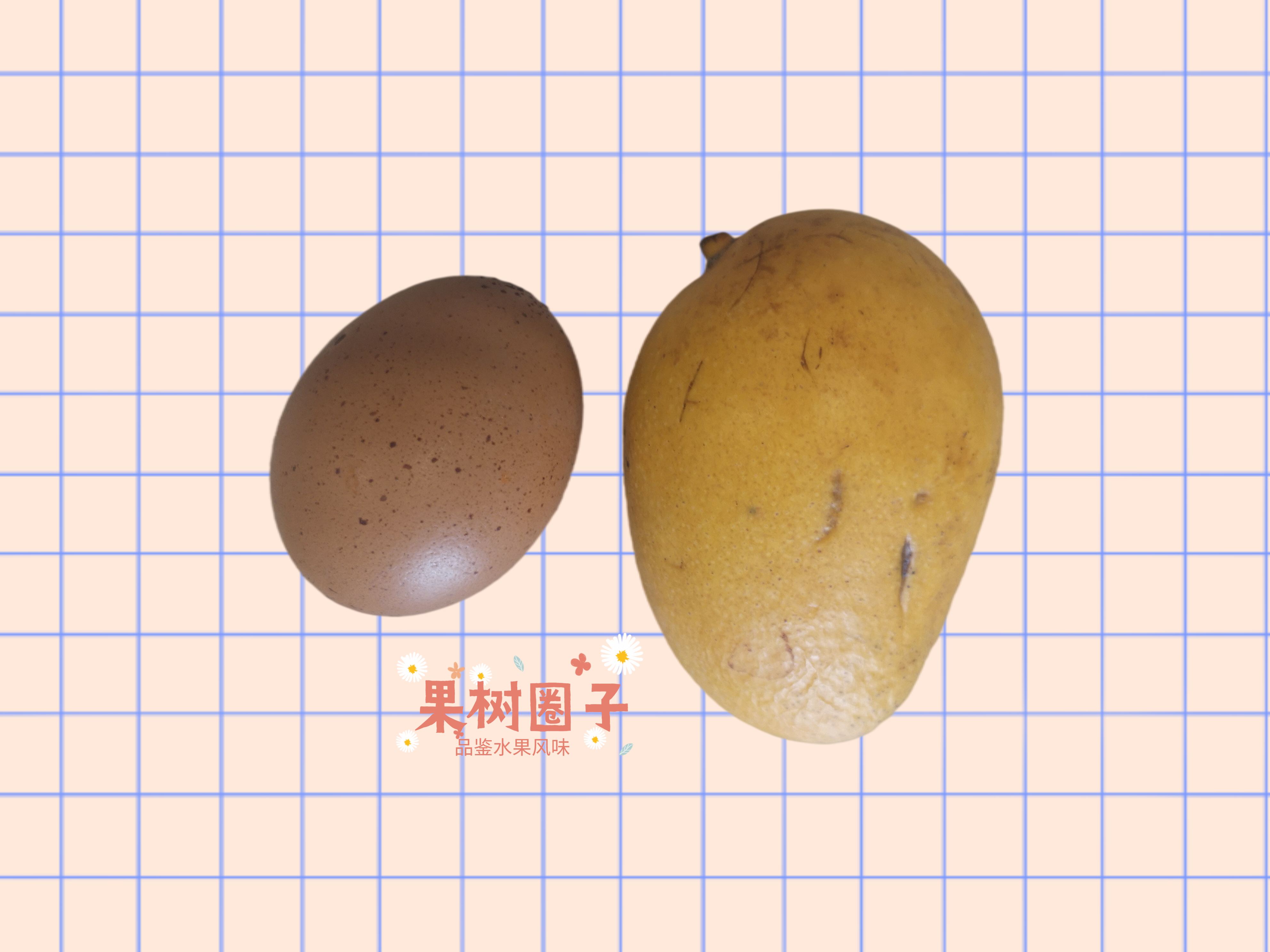 6大产地10种芒果大pk哪种最好吃,什么芒果4月份上市好吃