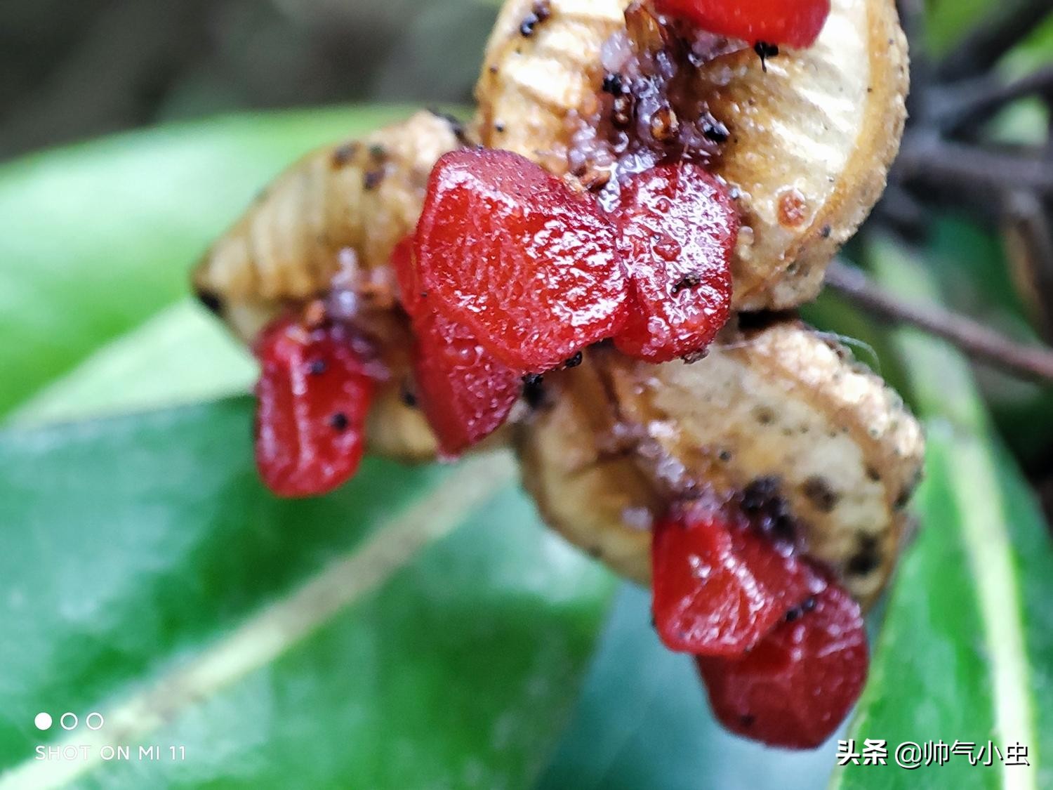 小米11优缺点评测视频,小米11用起来感觉怎么样