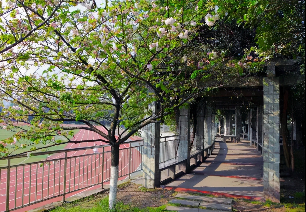 字水中学名校班怎么样,大隐于市的人物