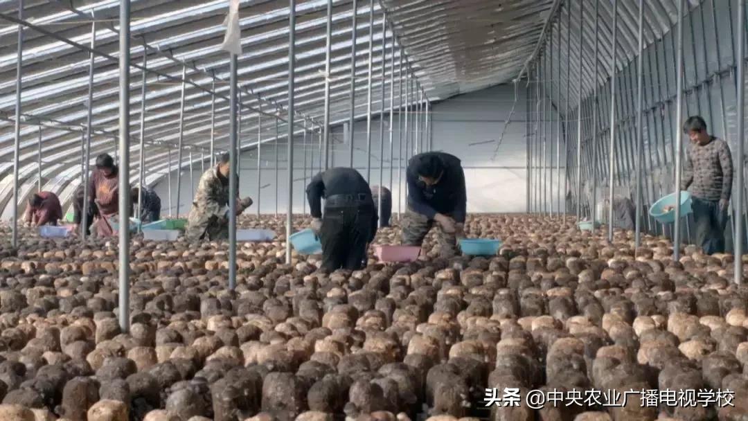 香菇菌棒污染高什么原因,食用菌菌包污染原因