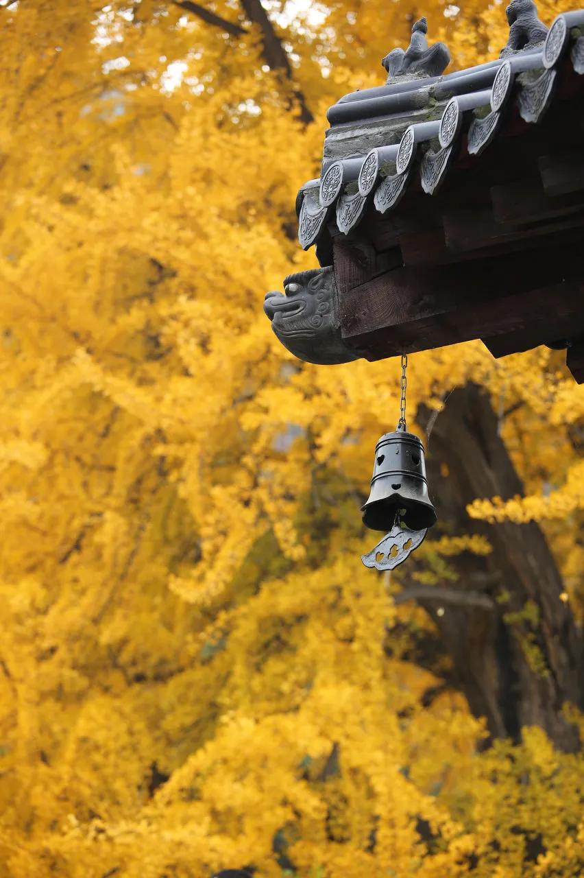 十首最美秋夜诗词,十首绝美夏天诗词大全