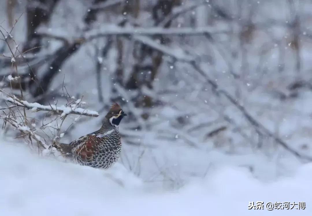 估计很多人只听说过飞龙鸟的美名，却从来没有见过它