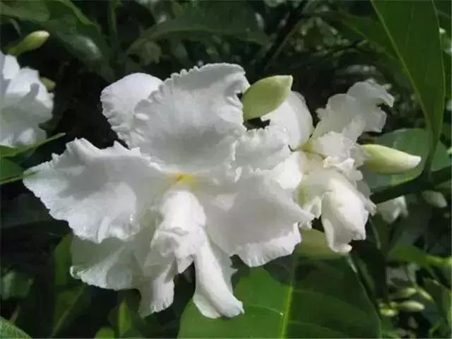 身边常见花卉识别,身边常见的树有哪些