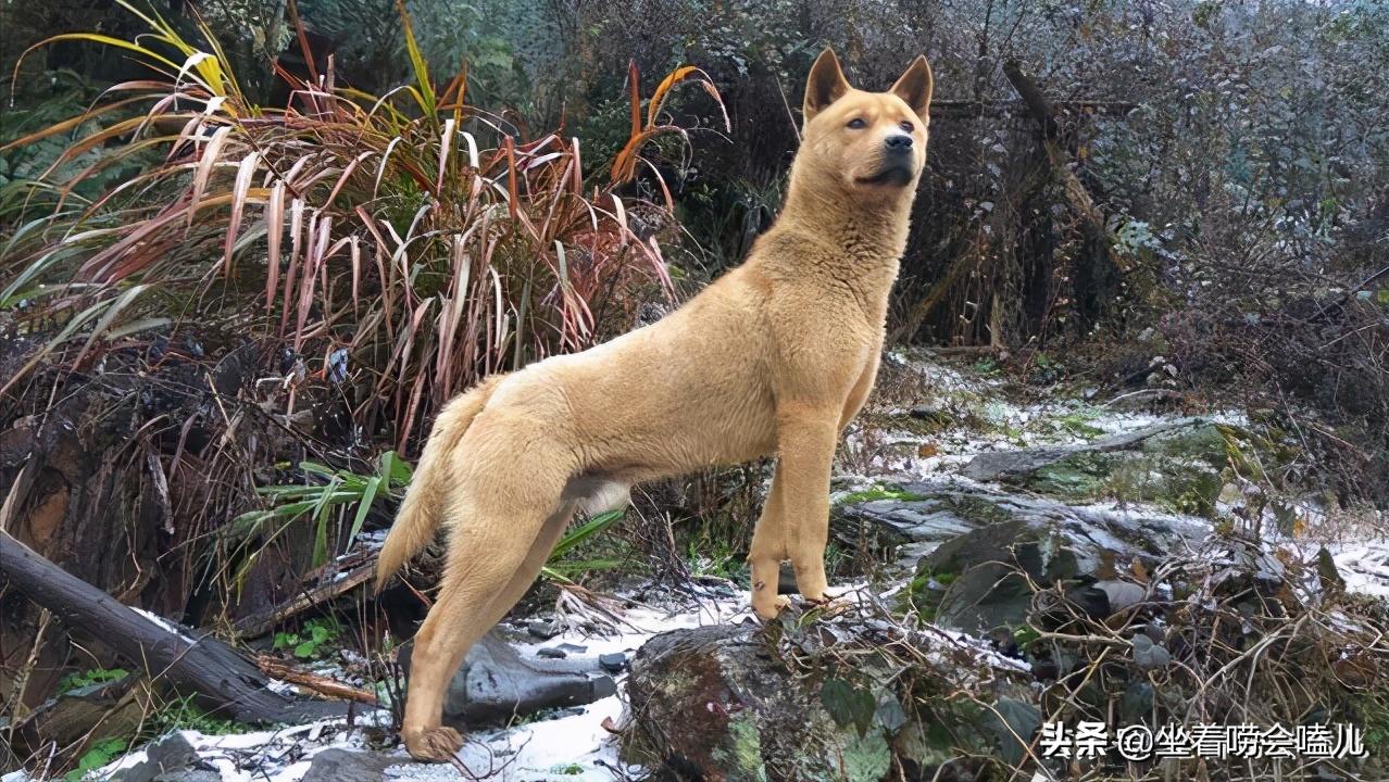 农村土狗迎接主人的悲惨下场,农村土狗自繁自养