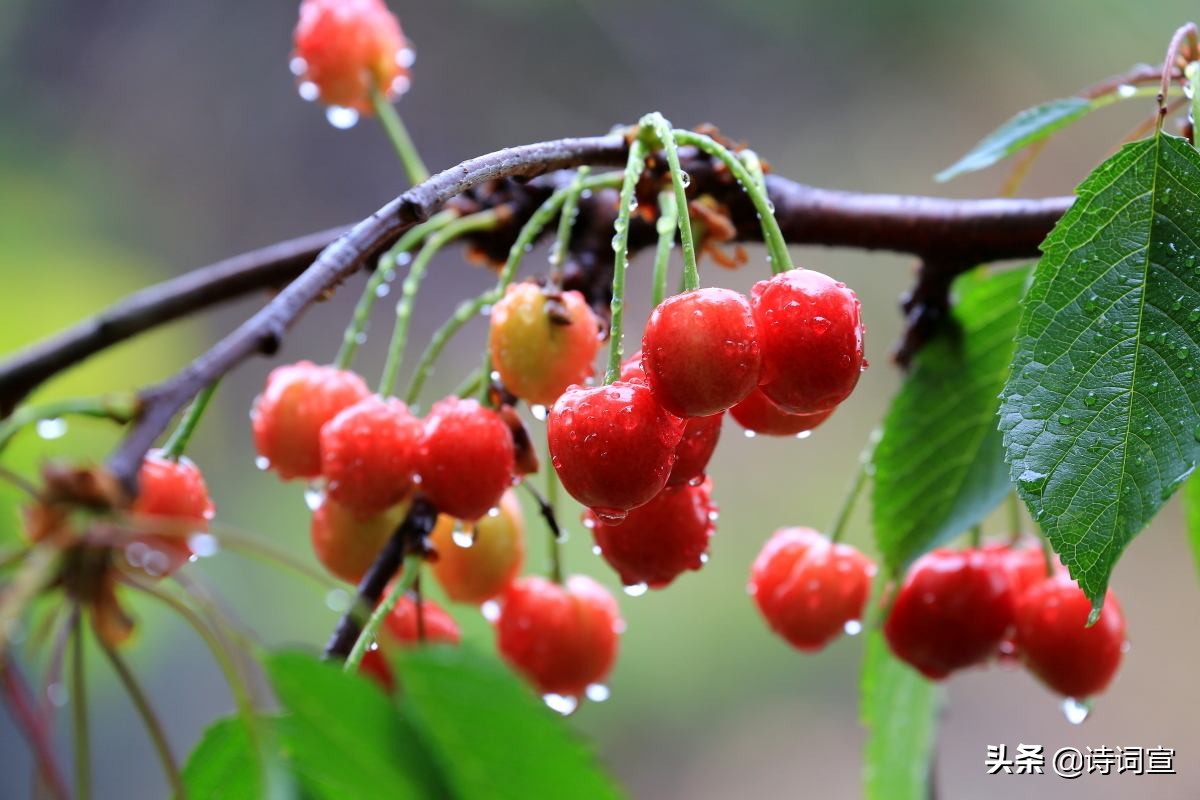 小满的诗句唯美短句,人生最好是小满的诗词