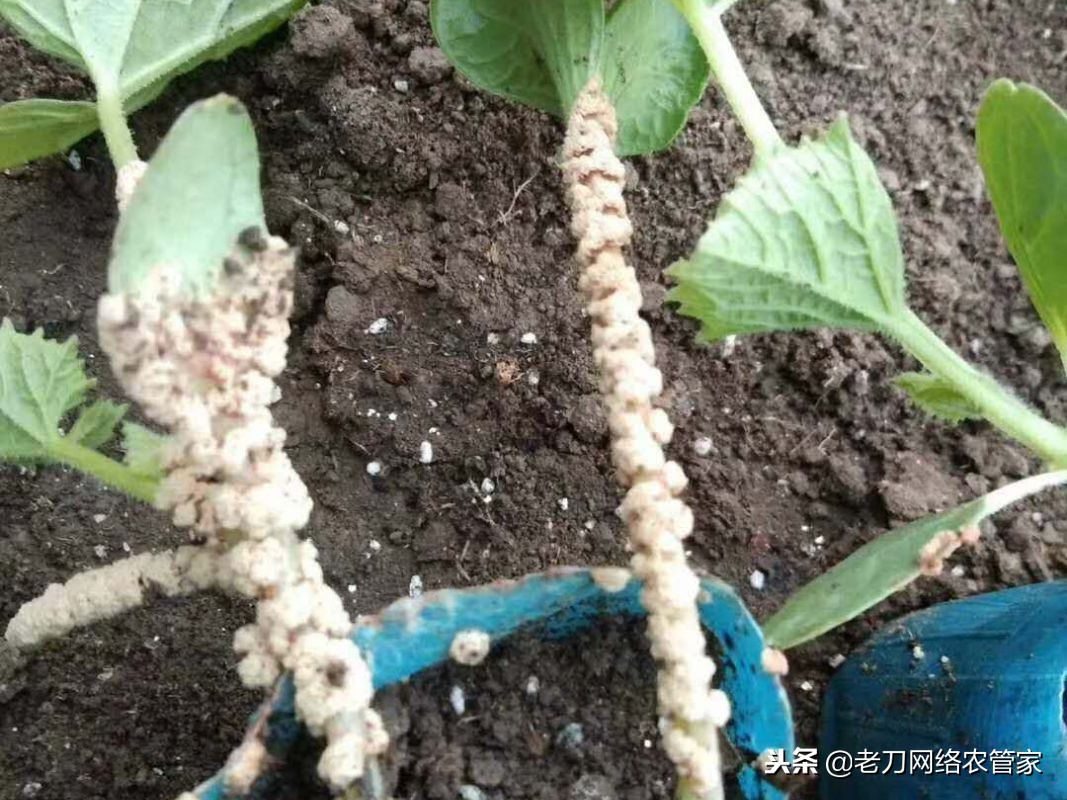 西瓜根部有白色胶状物怎么办,西瓜黏菌病