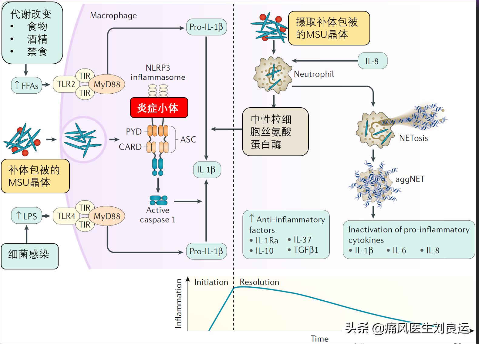 人到中年尿酸高六个生活管理要点,四十岁男人如何预防尿酸高