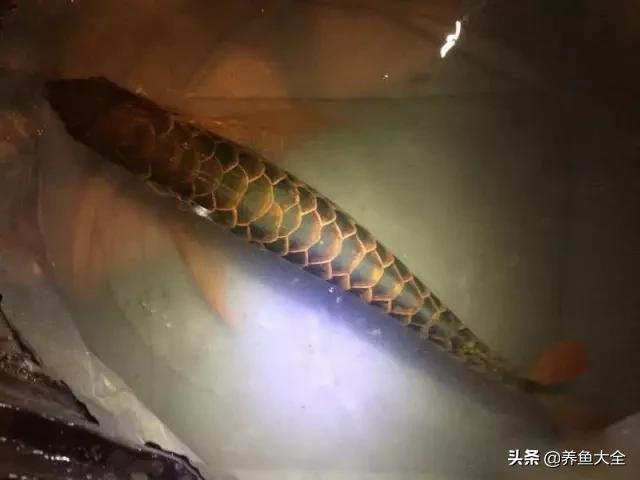 马来西亚买海鲜,怎么样直接从马来西亚购买龙鱼