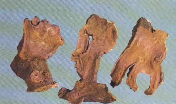 十大最假中药材,真假中药材的鉴别方法