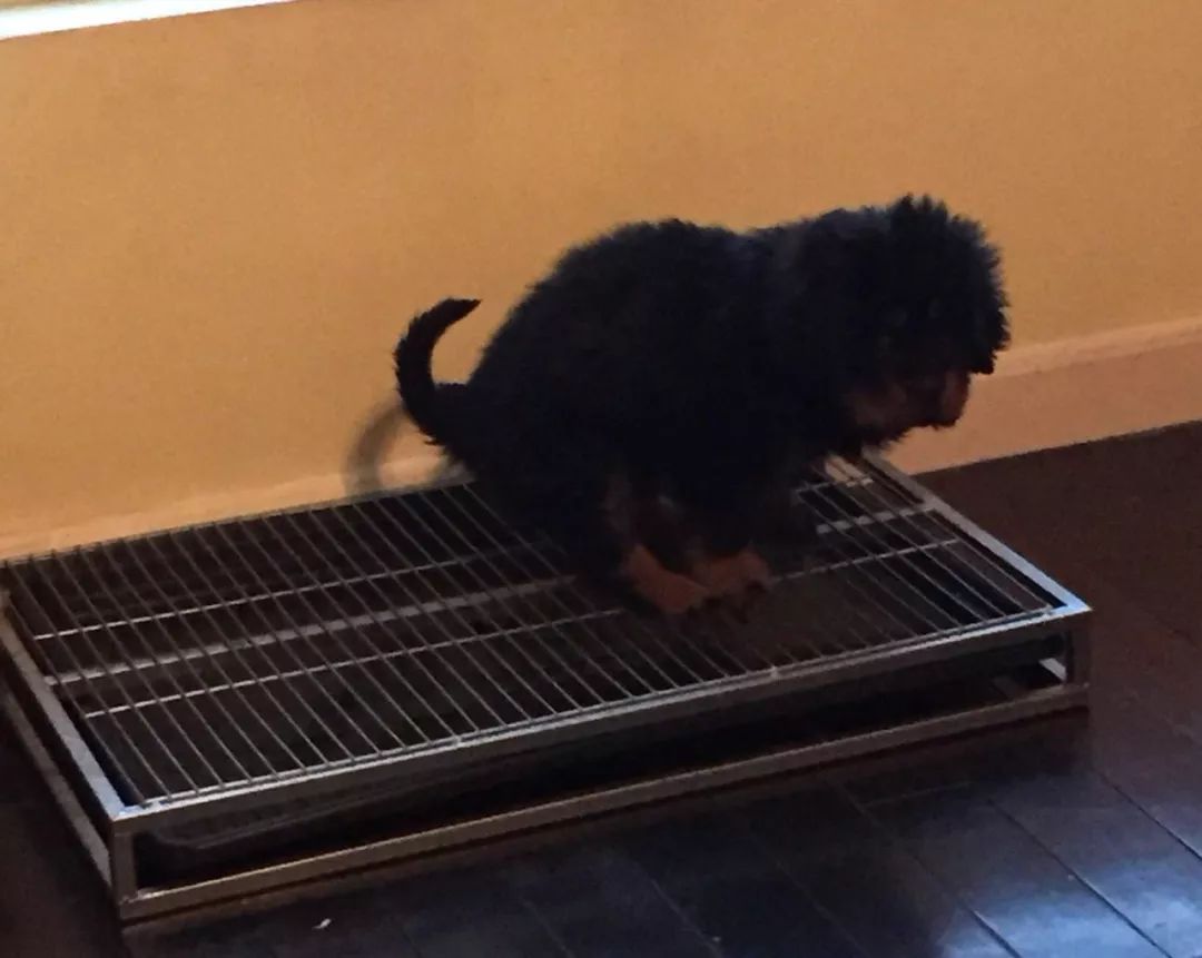 怎么训练遛狗时狗狗大小便,两个多月狗狗怎样训练大小便定点