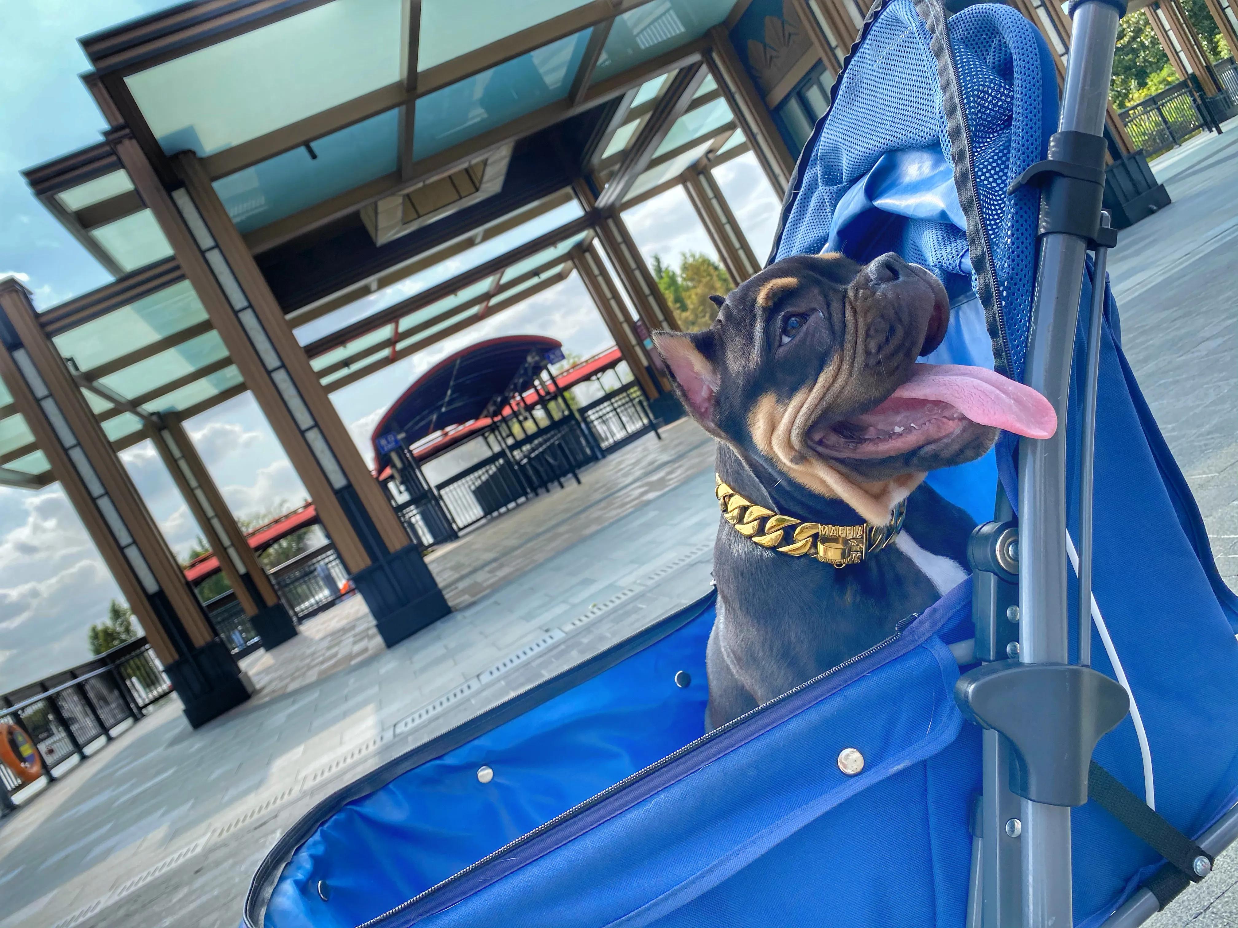 奕欧来可以带狗吗,奕欧来可以带宠物吗