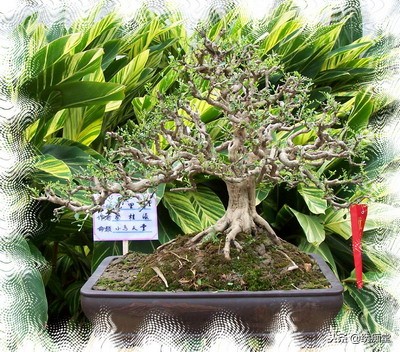 丛林式盆景欣赏,盆景欣赏及制作