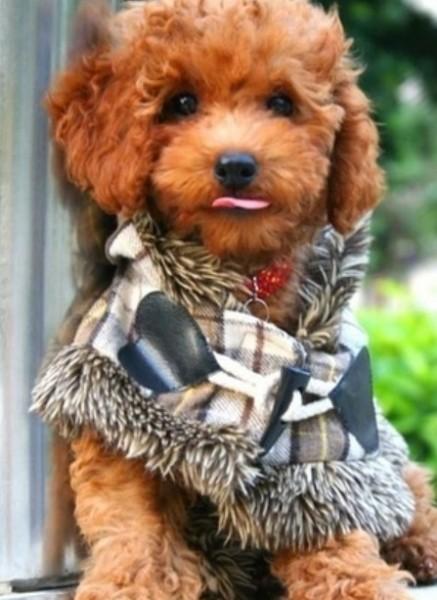 45种常见狗狗认几种主人,45种常见狗狗拉布拉多图片