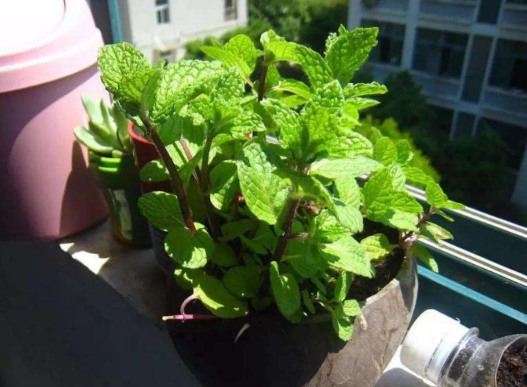 薄荷剪了一节插土里怎么活不了,薄荷剪下来直接摘能不能存活