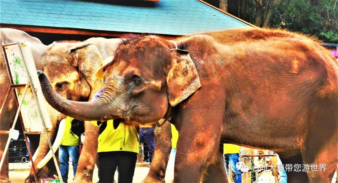 彩云之南版纳行,版纳之旅看大象