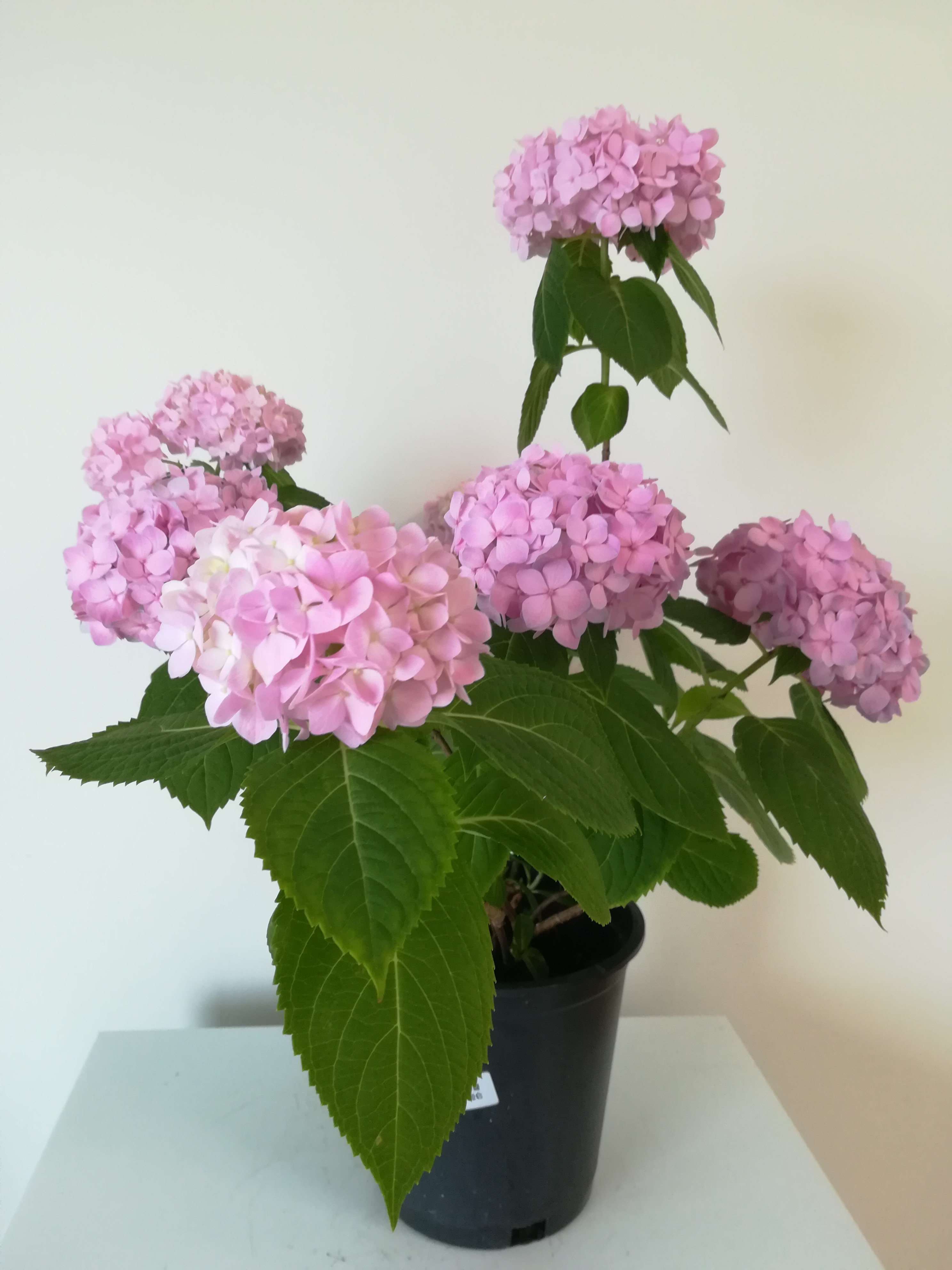 无尽夏黄叶,无尽夏叶子耷拉萎蔫还能活吗