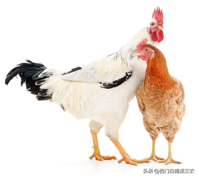 养母鸡有公鸡在里面生蛋有影响吗,为什么一群母鸡没有公鸡可以生蛋