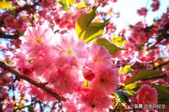 浪漫樱花校园,浪漫樱花视频